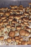 Kaufen Sie Pilze online Australien Kaufen Sie Mazatapec online Deutschland Kaufen Sie Mazatapec online Sydney Kaufen Sie Mazatapec online Großbritannien Kaufen Sie Magic Mushrooms online Melbourne