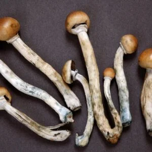 Buy Dried Mushroom online India, Dried shrooms for sale near me Mumbai, Order Liberty caps New Delhi, Buy Amani Bengaluru Hyderabad Chennai Surat